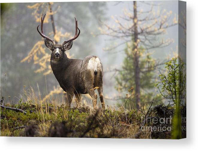 Mule Deer Canvas Print featuring the photograph Monarch of the Mountain by Douglas Kikendall