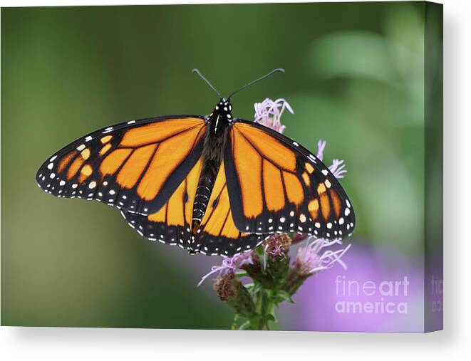 Monarch Butterfly Canvas Print featuring the photograph Monarch on Spiked Blazing Star by Robert E Alter Reflections of Infinity