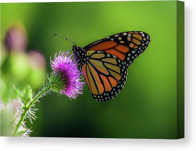 Monarch Butterfly Purple Thistle Flower Green Spring Horizontal Landscape Scenic Canvas Print featuring the photograph Monarch on purple Canada Thistle by Peter Herman