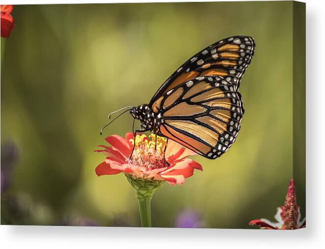 Monarch Butterfly Canvas Print featuring the photograph Monarch On Zinnia 9-2015 by Thomas Young