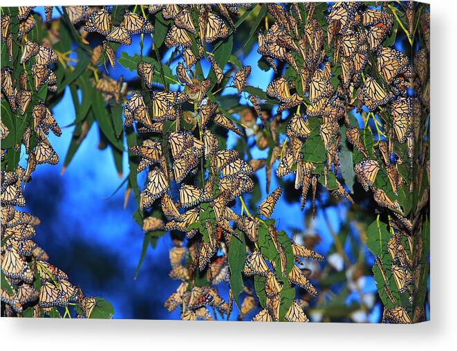 Monarch Cluster Canvas Print featuring the photograph Monarchs by Beth Sargent