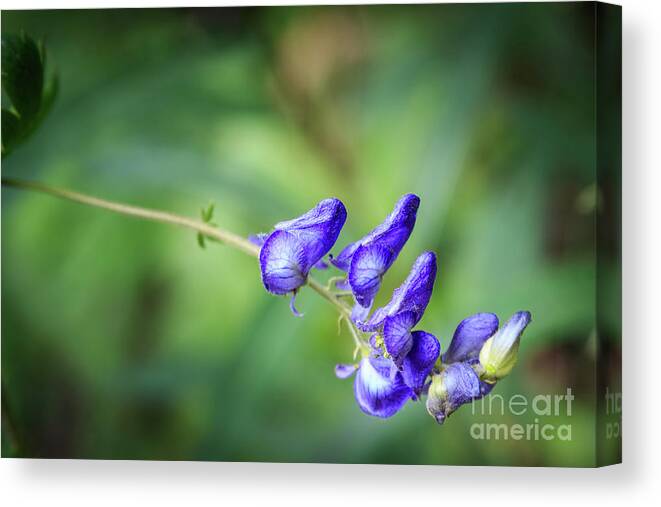 Alpine Canvas Print featuring the photograph Monkshood by Richard Smith