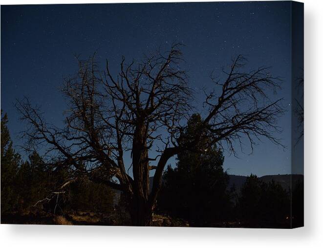 Old Tree Canvas Print featuring the photograph Moon brings life to an old tree by Dave Hill