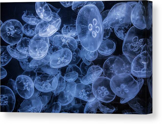 Jellyfish Canvas Print featuring the photograph Moon Jellyfish in False Color at the Cabrillo Marine Aquarium by Randall Nyhof