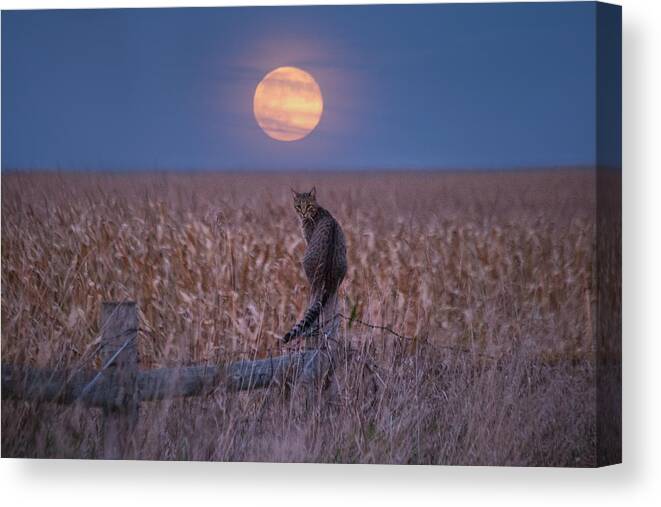 Moon Canvas Print featuring the photograph Moon Kitty by Aaron J Groen