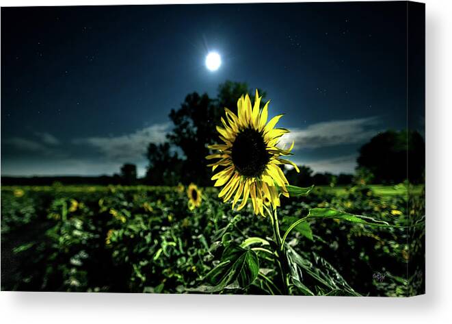 Sunflower Canvas Print featuring the photograph Moonlighting Sunflower by Everet Regal