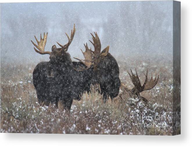 Moose Canvas Print featuring the photograph Moose Antlers In The Snow by Adam Jewell