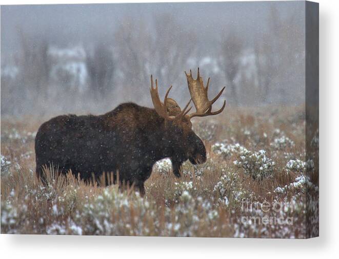 Moose Canvas Print featuring the photograph Moose In The Fog by Adam Jewell