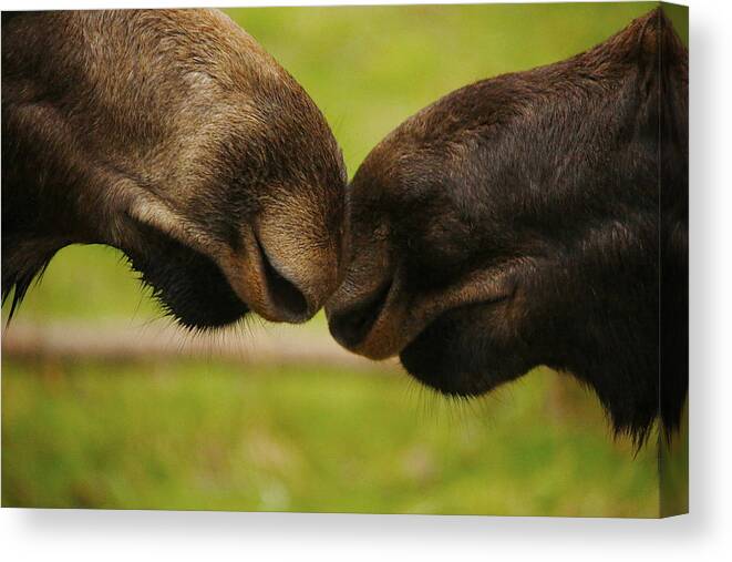 Moose Canvas Print featuring the photograph Moose Nuzzle by Bob Cournoyer