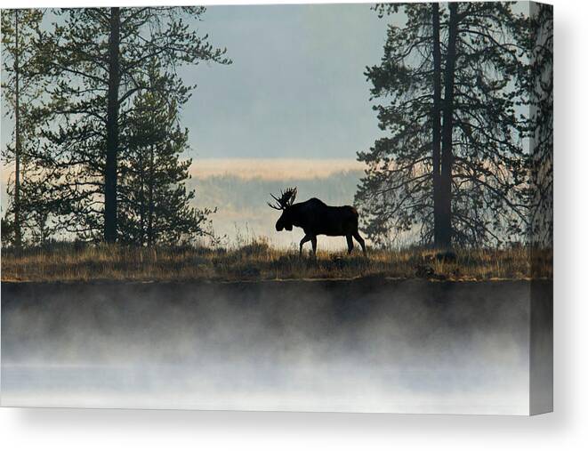 Moose Canvas Print featuring the photograph Moose Surprise by Shari Sommerfeld