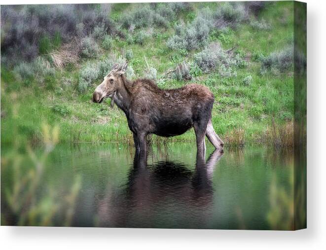 National Park Canvas Print featuring the photograph Moose Yellowstone NP_GRK6918_05222018 by Greg Kluempers
