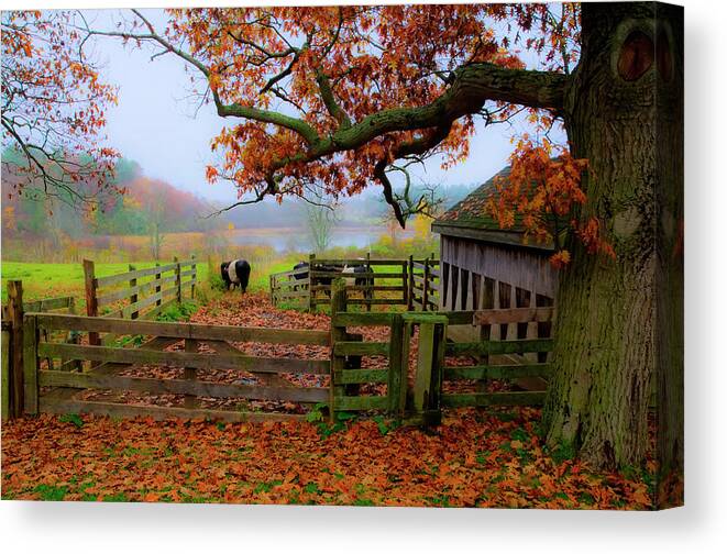 Fall Canvas Print featuring the photograph Mooville by Jeff Cooper