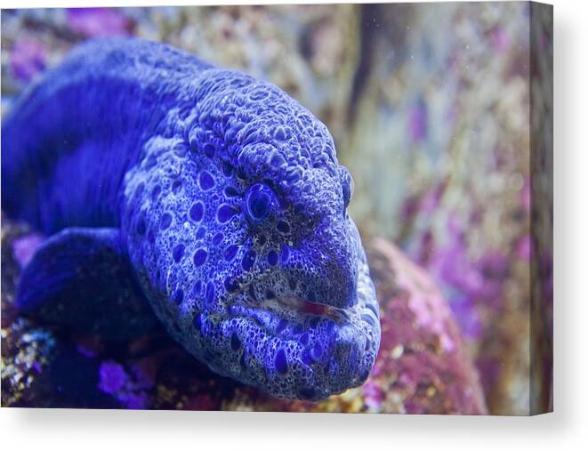 Moray Canvas Print featuring the photograph Moray by Joseph Bowman