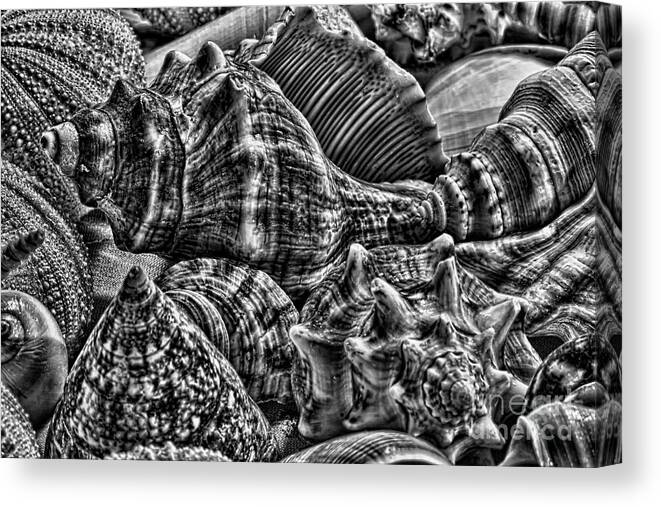 Animal Canvas Print featuring the photograph More Shells by Joe Geraci