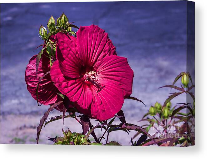 Flower Canvas Print featuring the photograph More to Come Floral by Roberta Byram