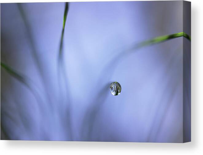 Pine Needles Canvas Print featuring the photograph Morning Among The Pine by Mike Eingle