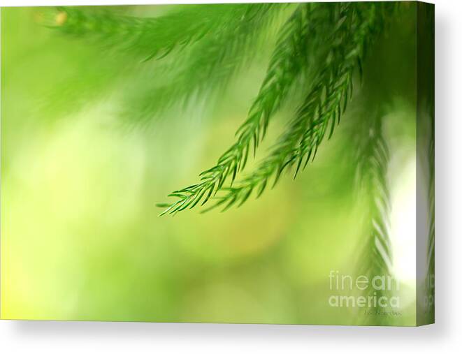 Beve Brown-clark Canvas Print featuring the photograph Morning Bokeh by Beve Brown-Clark Photography