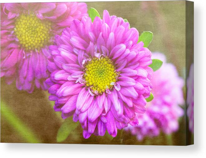 Florals Canvas Print featuring the photograph Morning Delight by Arlene Carmel