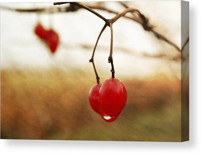 Crabapples Canvas Print featuring the photograph Morning Dew on Crabapples by Shawna Rowe