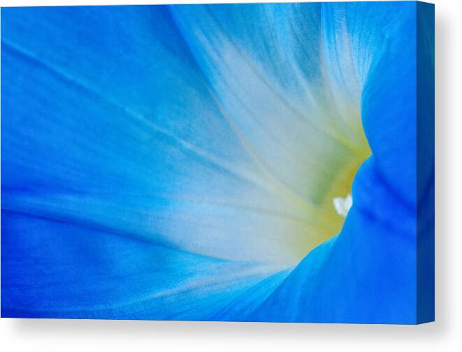 Blue Yellow Flower Fauna Macro Canvas Print featuring the photograph Morning Glory by Carolyn D'Alessandro