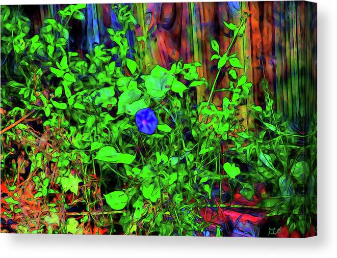 Morning Glory Canvas Print featuring the photograph Morning Glory by Gina O'Brien