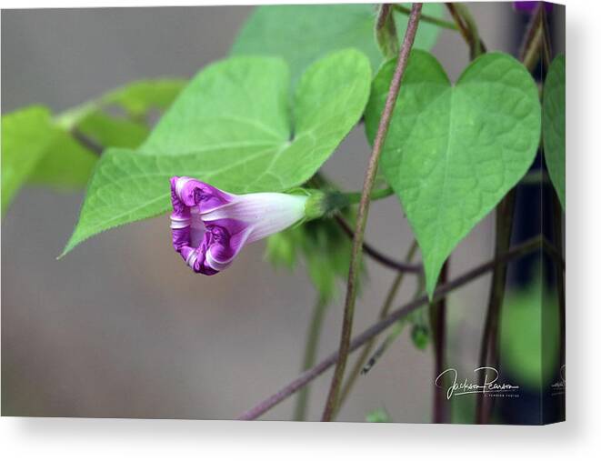 Morning Glory Canvas Print featuring the photograph Morning Glory Opening by Jackson Pearson