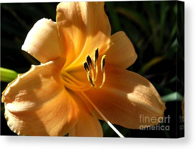 Daylily Canvas Print featuring the photograph Morning Light by Amy Dundon