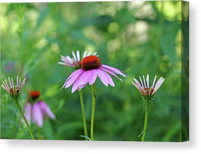 Purple Coneflowers Canvas Print featuring the photograph Morning Light Coneflowers by Debbie Oppermann
