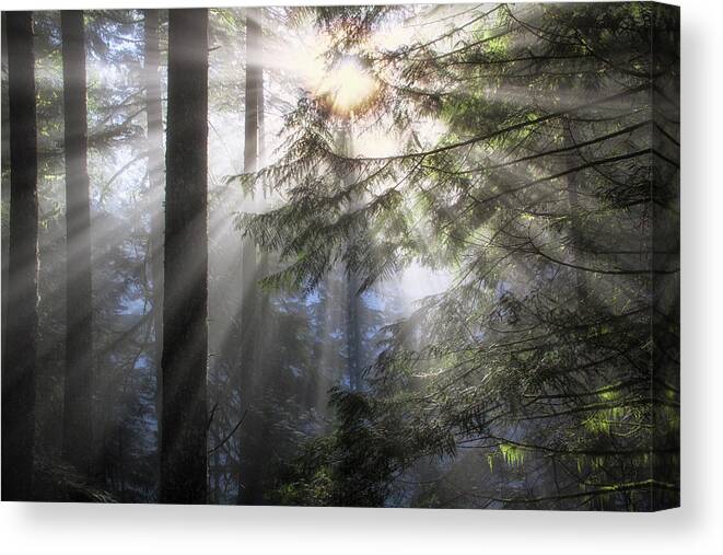 Branch Canvas Print featuring the photograph Morning Light by Nicki Frates