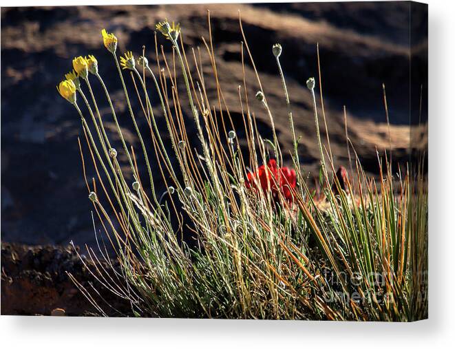 Wildflowers Canvas Print featuring the photograph Morning Praise by Jim Garrison