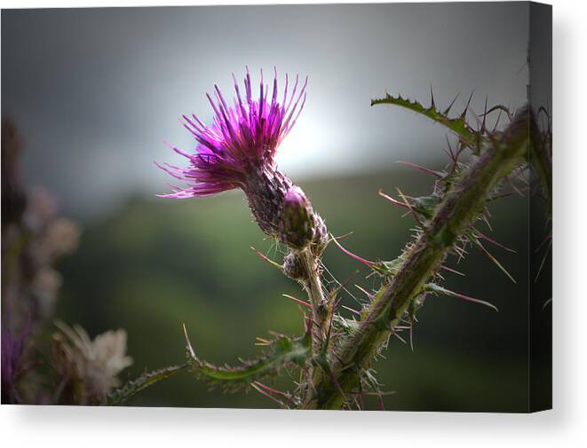 Thistle Canvas Print featuring the photograph Morning Purple Thistle. by Terence Davis