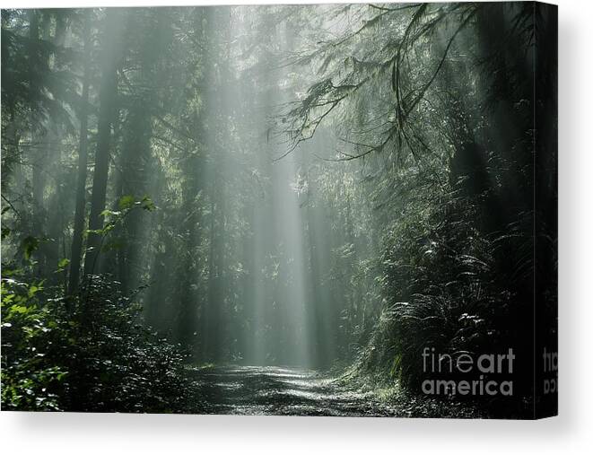 Sunshine Canvas Print featuring the photograph Morning Rays by Sheila Ping