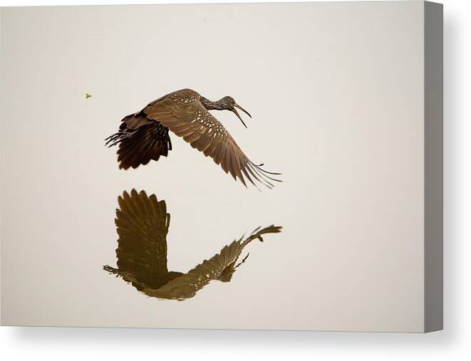 Limpkin Canvas Print featuring the photograph Morning Reflection by Artful Imagery