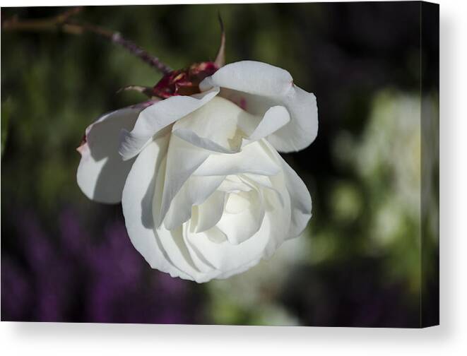  Canvas Print featuring the photograph Morning rose by Dan Hefle