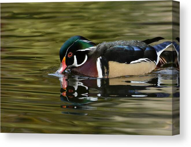 Wood Duck Canvas Print featuring the photograph Morning Serenity by Fraida Gutovich