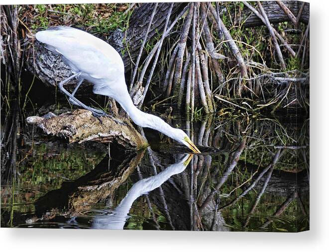 Egret Canvas Print featuring the photograph Morning Sip by Jody Lovejoy