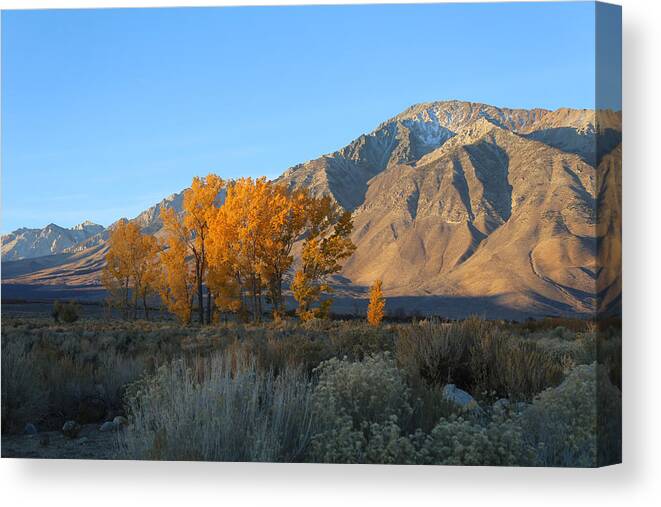Sunrise Canvas Print featuring the photograph Morning Sunrise by Tammy Pool