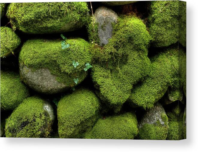 Moss Canvas Print featuring the photograph Moss And Ivy by Mike Eingle