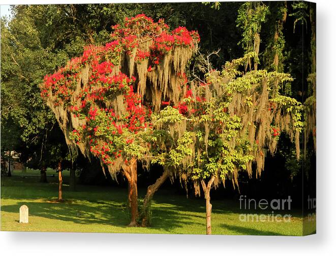 Savannah Canvas Print featuring the photograph Moss-Covered Crepe Myrtle by Bob Phillips