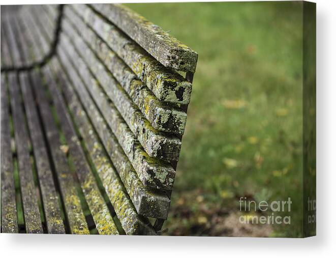 Moss Canvas Print featuring the photograph Mossy Bench by David Bearden