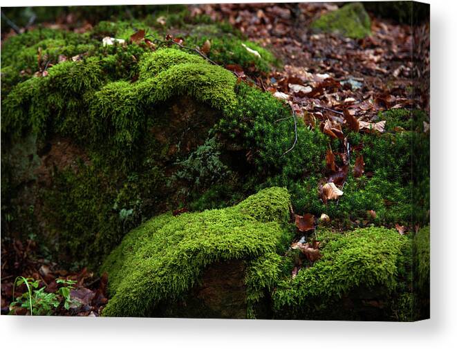 Jenny Rainbow Fine Art Photography Canvas Print featuring the photograph Mossy Rocks in Spring Woods by Jenny Rainbow
