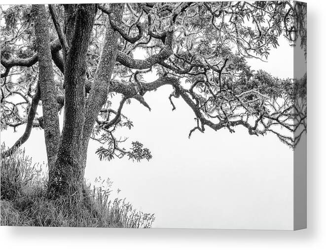 Mossy Tree Canvas Print featuring the photograph Mossy Tree by Christopher Johnson