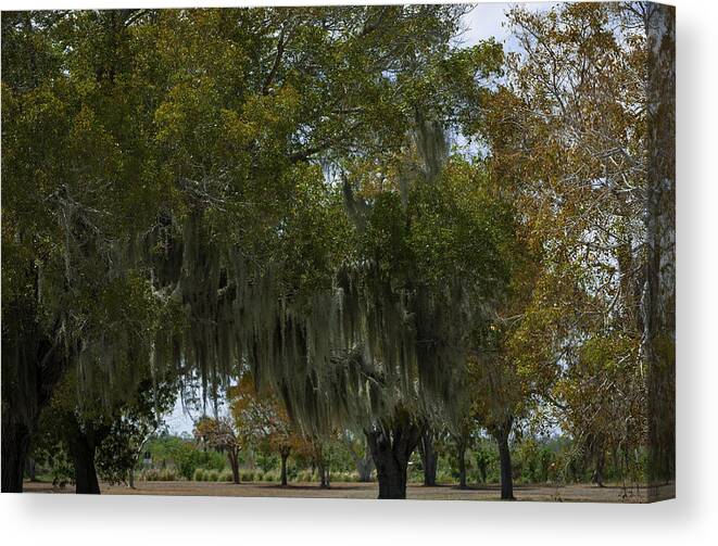 Moss Canvas Print featuring the photograph Mossy Trees by Jason Moynihan