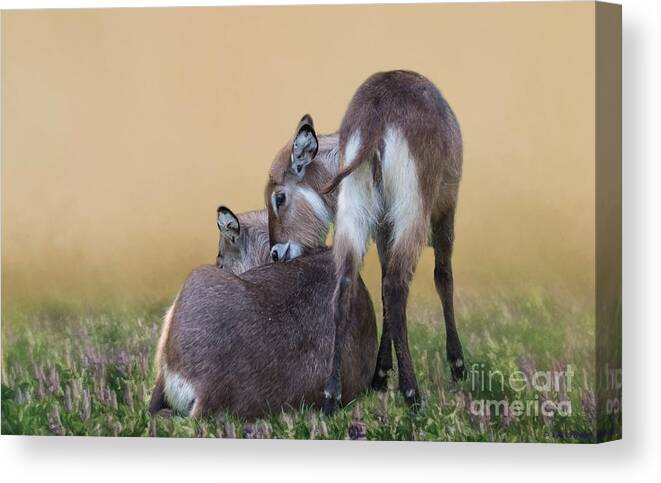 Waterbucks Canvas Print featuring the photograph Mother and Child Waterbucks by Eva Lechner