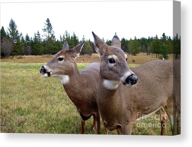 Deer Canvas Print featuring the photograph Mother and Daughter by Sandra Updyke