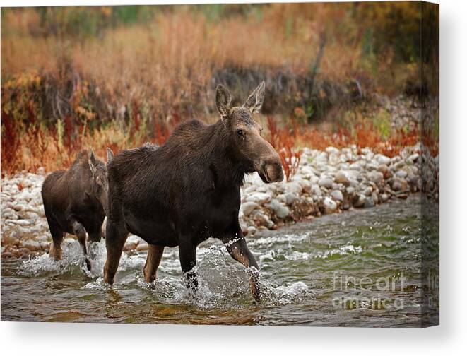 Moose Canvas Print featuring the photograph Mother Moose by Wildlife Fine Art