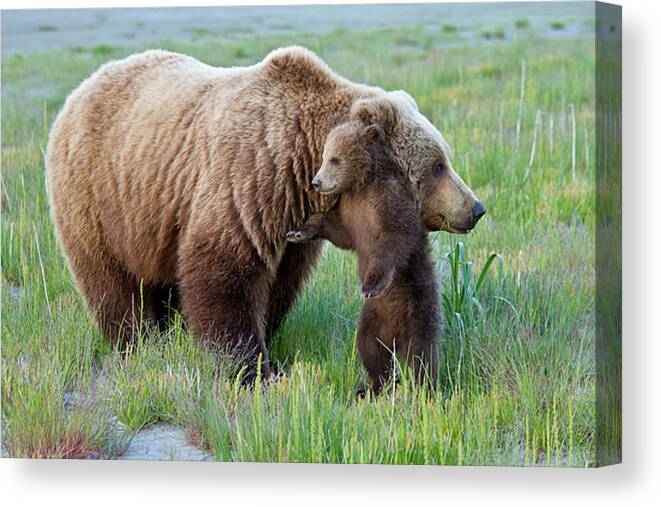 Alaska Canvas Print featuring the photograph Mother's Love 2 by Dale Franz