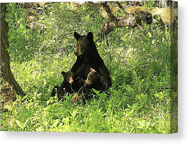 Bear Canvas Print featuring the photograph Mother's love by Geraldine DeBoer