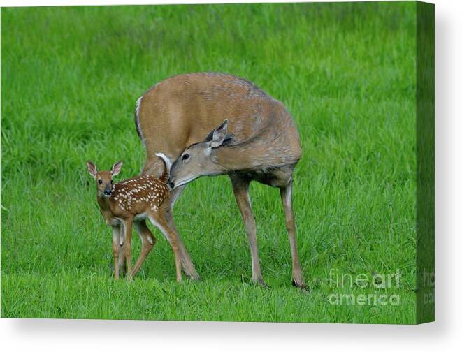 Deer Canvas Print featuring the photograph Mother's Love by Sandra Updyke