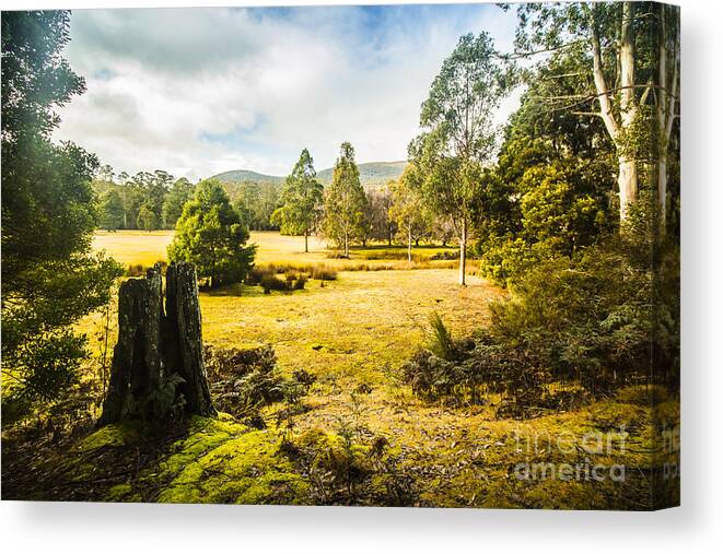 Landscape Canvas Print featuring the photograph Mount Field Forest in Tasmania by Jorgo Photography
